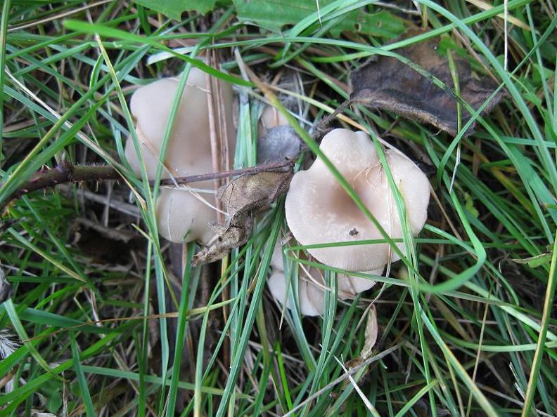 Clitocybe phaeophtalma ? (Clitocybe sp.)